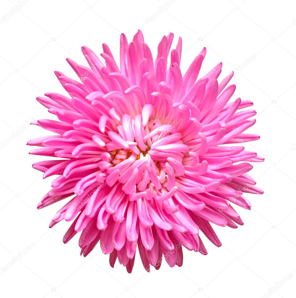 Single aster flower head isolated on white