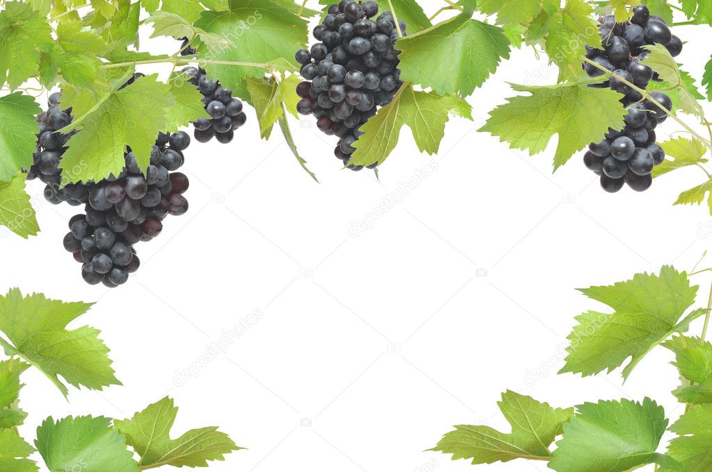 Fresh grapevine frame with black grapes, isolated on white background