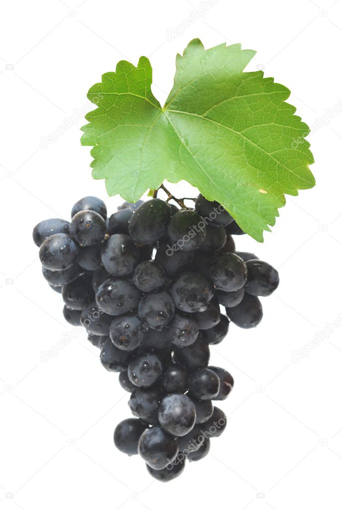 Blue grape cluster with leaves on white
