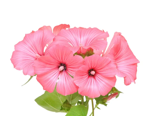 Рожеві квіти на білому тлі — стокове фото