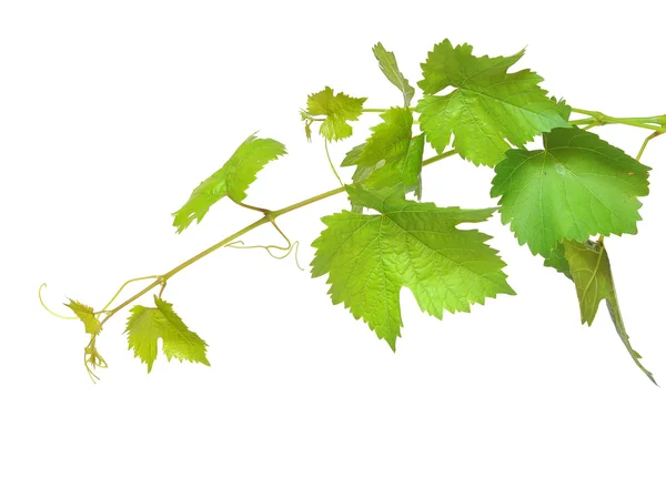 Čerstvé zelené hroznové listy — Stock fotografie
