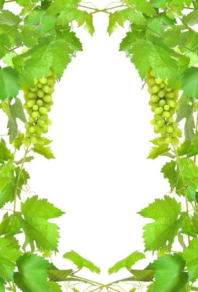 Border of fresh grapevine with ripe grapes — Stock Photo, Image