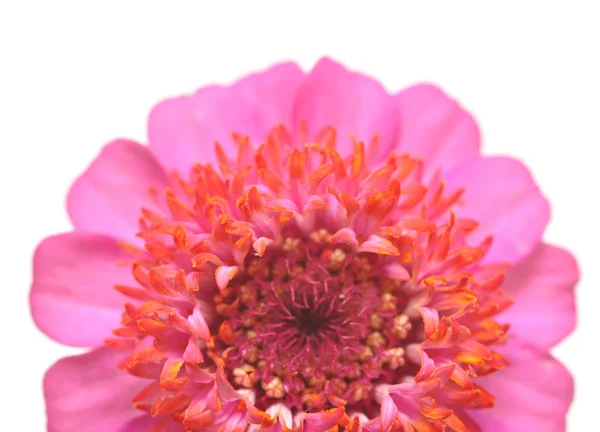 Цветок циннии — стоковое фото