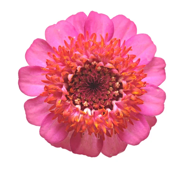 Blume der Zinnien — Stockfoto