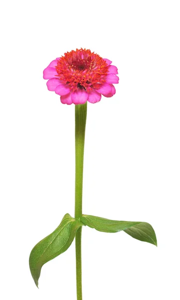 Λουλούδι του zinnia — Φωτογραφία Αρχείου