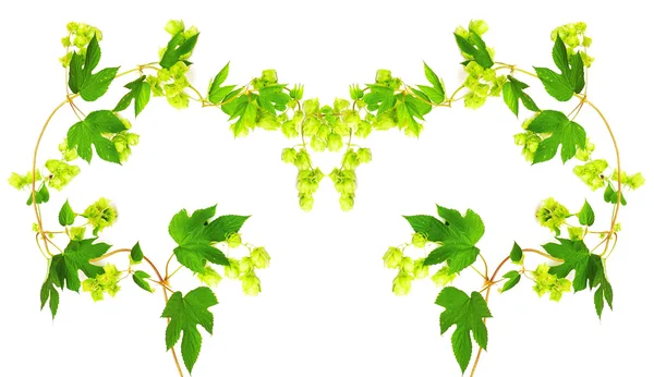 Frame with fresh hop branches — Stock Photo, Image