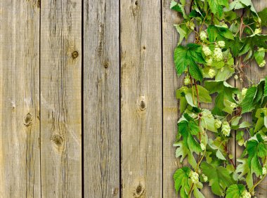 A old wooden fence and a climber plant hop clipart