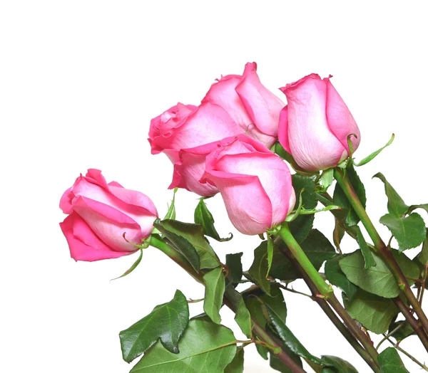 白底粉红玫瑰花束 — 图库照片