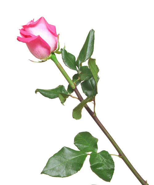 Ενιαία ροζ τριαντάφυλλο απομόνωση σε λευκό — Φωτογραφία Αρχείου