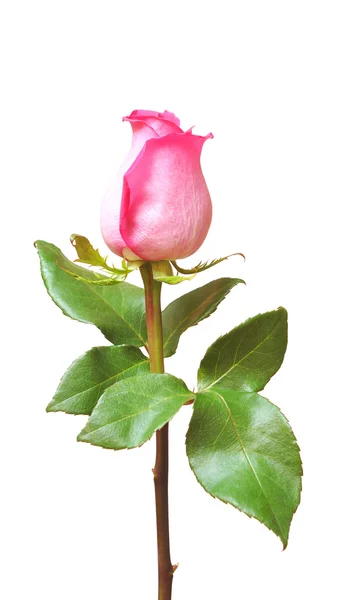 Jeden różowy izolacji róża biały — Zdjęcie stockowe