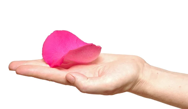 Rosa pétalo de rosa en la mano de la mujer aislado en blanco —  Fotos de Stock