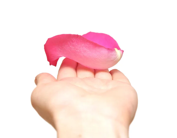Ροζ ροδοπέταλα στο χέρι της γυναίκας που απομονώνονται σε λευκό — Φωτογραφία Αρχείου