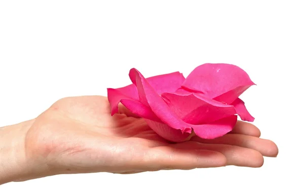 Rosa pétalas de rosa na mão da mulher isolado no branco — Fotografia de Stock