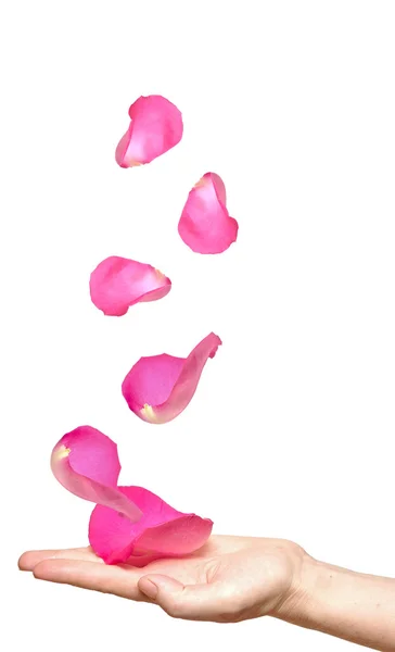 Лепестки роз падают на женскую руку — стоковое фото