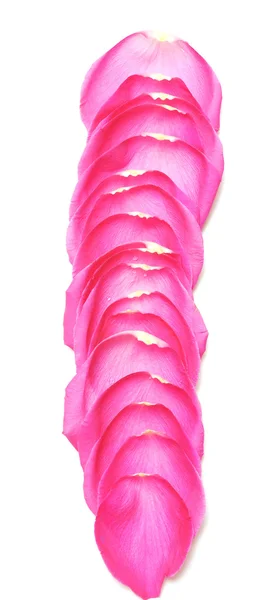 Rosa pétalas Fronteira — Fotografia de Stock