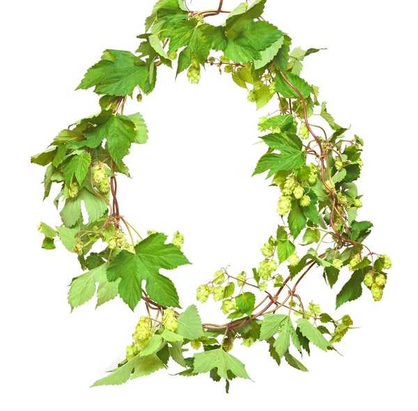 Branch of hop on white background — Stock Photo, Image