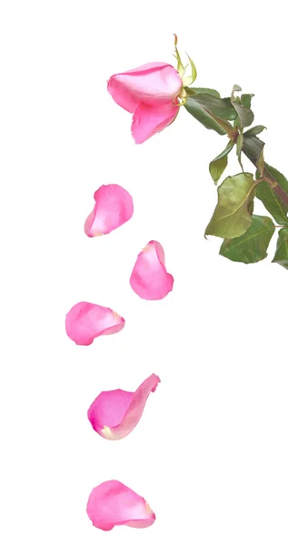 枯萎的玫瑰 — 图库照片