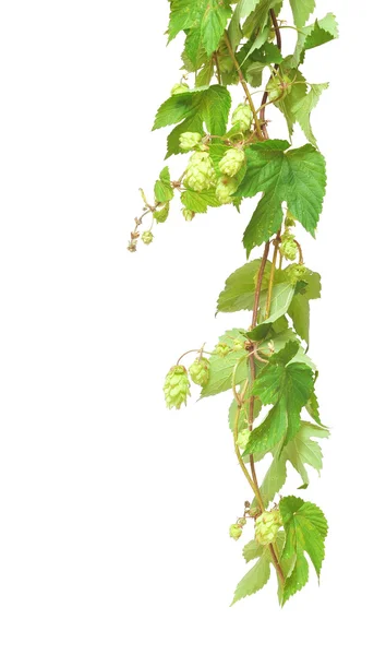 Branch of hop on white background — Stock Photo, Image