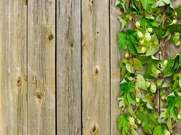 Un vecchio recinto di legno e una pianta rampicante hop — Foto Stock