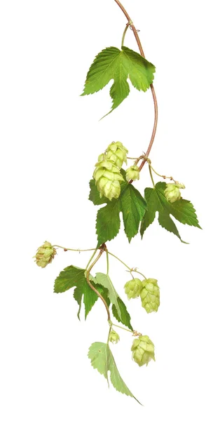 Fresh hop branches, isolated on white background — Stock Photo, Image