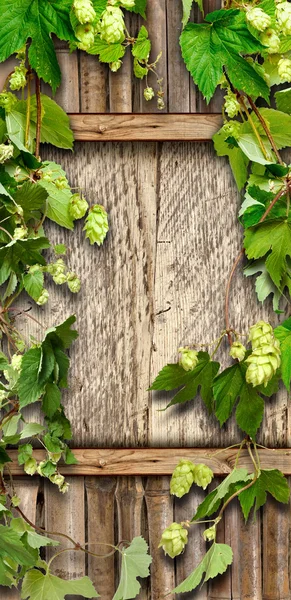 Thrickets voor hop op een houten muur — Stockfoto