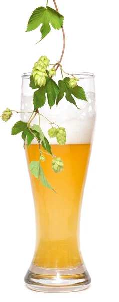 Stock image Beer and branch of hop