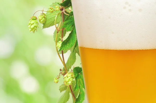 Bière et branche de houblon — Photo