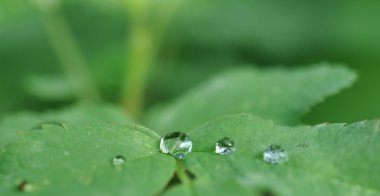 Cristal clear üzerinde yeşil bir yaprak düşer