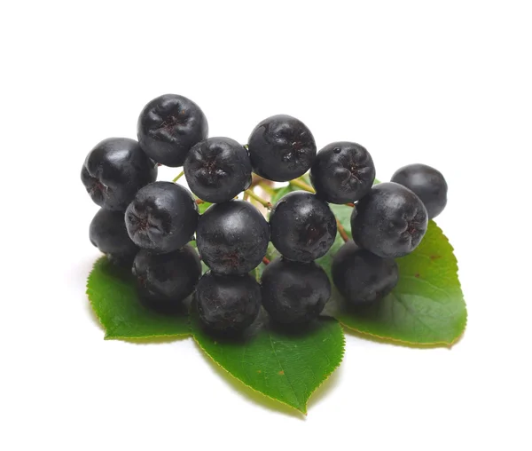 Siyah chokeberry — Stok fotoğraf