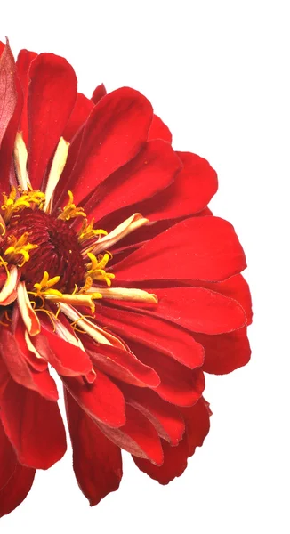 Vermelho gerbera flor closeup no fundo branco — Fotografia de Stock