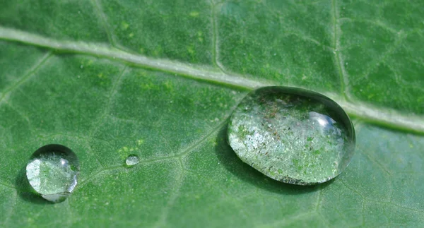 Cristal σαφές σταγόνες σε ένα πράσινο φύλλο — Φωτογραφία Αρχείου