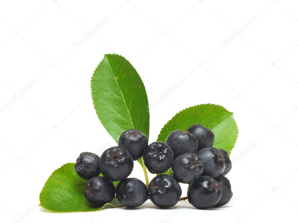 Black chokeberry, Aronia melanocarpa