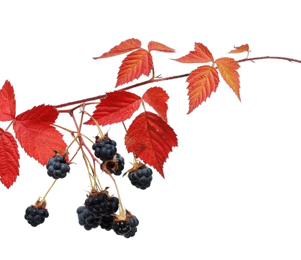 叶与黑莓的分支 — 图库照片