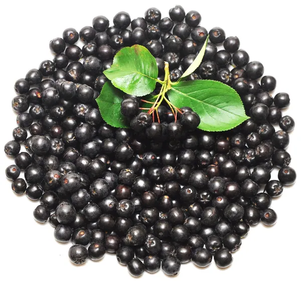 Black chokeberry. Aronia melanocarpa — Stock Photo, Image