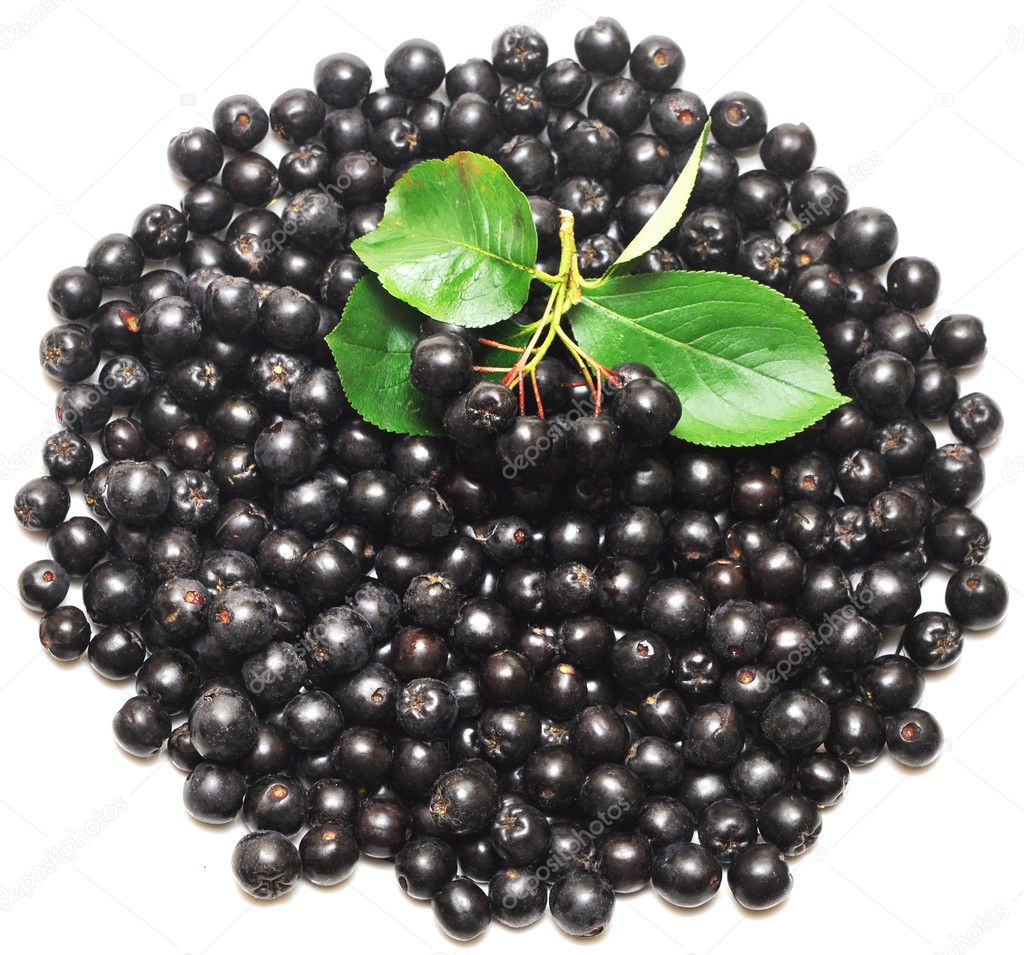 Black chokeberry. Aronia melanocarpa