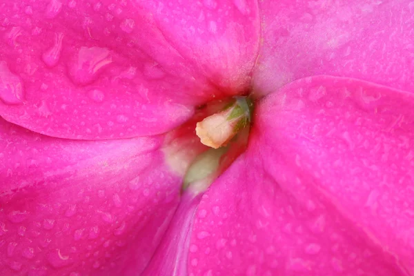Dew on petals of pink flower — Stock Photo, Image
