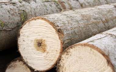 Lumber pile clipart