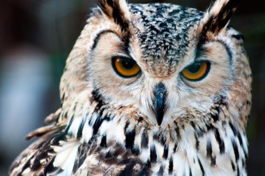 Owl close up portrait clipart