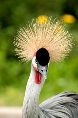 Crowned Crane clipart