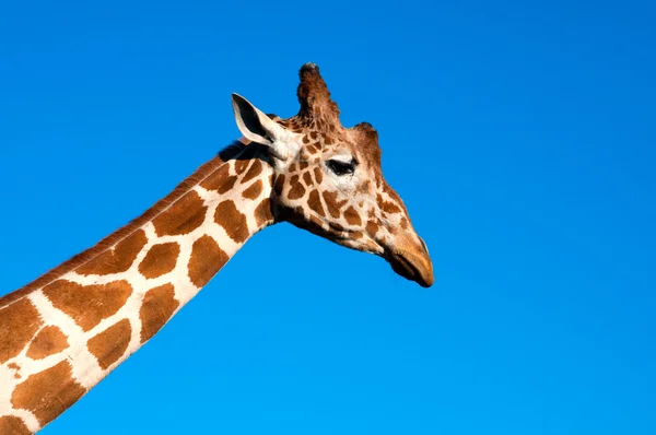 Giraffe голова — стокове фото