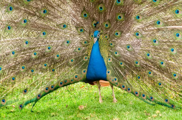 Renkli tavus kuşu — Stok fotoğraf