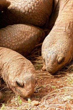 Aldabra dev kaplumbağası.
