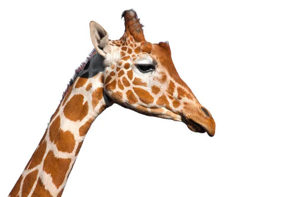 Cabeça de girafa — Fotografia de Stock