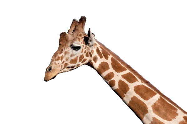 Cabeça de girafa — Fotografia de Stock