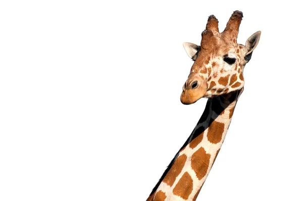 Голова жирафа — стоковое фото