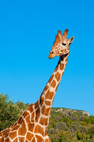 Жираф проти блакитного неба — стокове фото