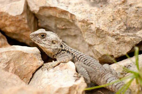 Close-up lizard on a rock — Stock Photo, Image