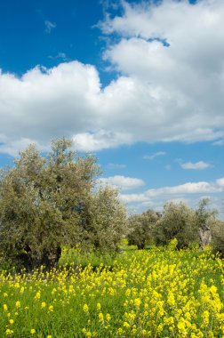 zeytin ağacı