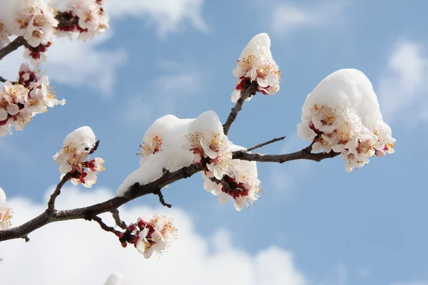 Blossoming tree under snow — Stock Photo, Image