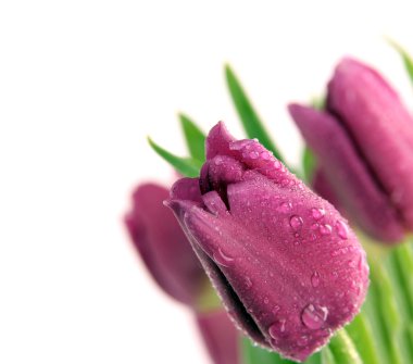 Beautiful Purple tulips clipart